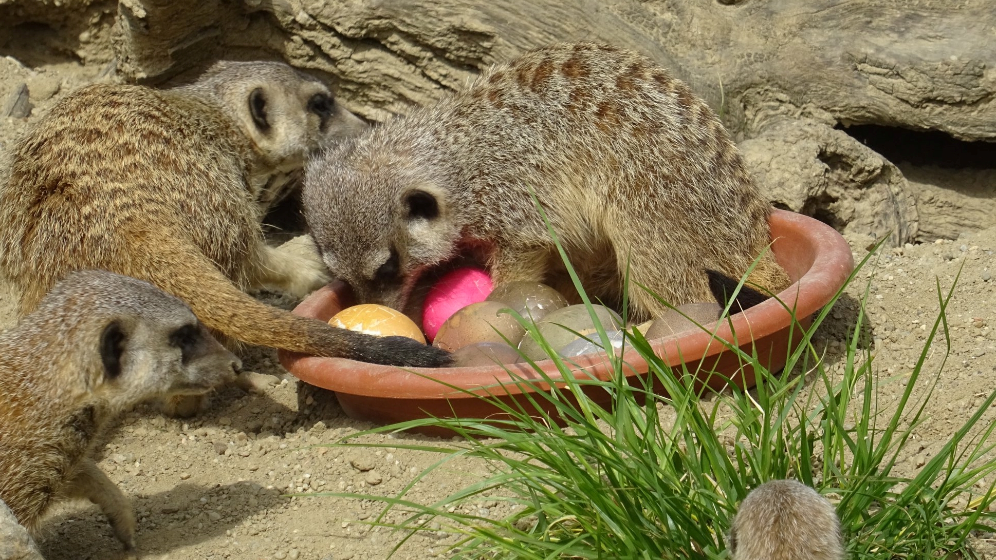 Foto: Zoo Grada Zagreba